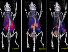 In vivo Imaging