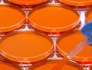 Research & Grants Support
